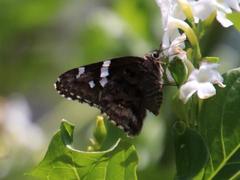 Codatractus arizonensis