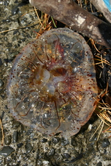 Desmonema gaudichaudi