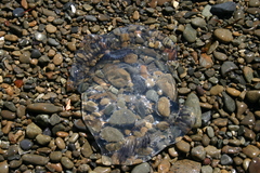 Aequorea forskalea