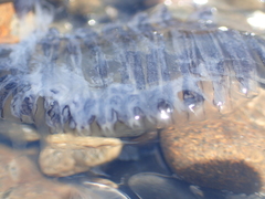 Aequorea forskalea
