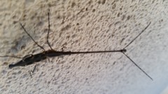 Lasiorhynchus barbicornis