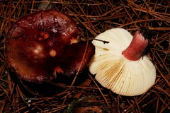 Russula torulosa