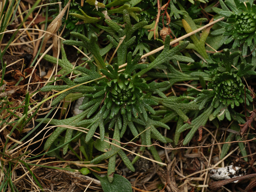 Five-fingered Saxifrage (Saxifraga pentadactylis)