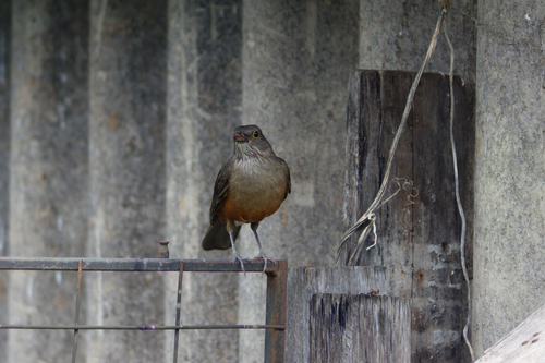Rufous-bellied Thrush