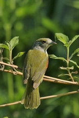 Pachyramphus viridis