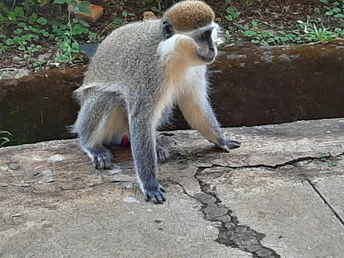 Grivet Monkey