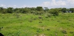 Phacochoerus africanus massaicus