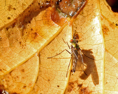 Plagioneurus univittatus
