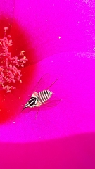 Phthiriinae
