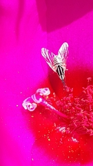 Phthiriinae