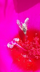 Phthiriinae