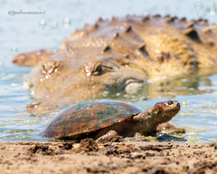 Llanos Sideneck Turtle photo 2