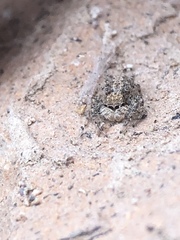 Platycryptus arizonensis