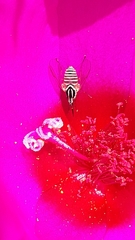 Phthiriinae