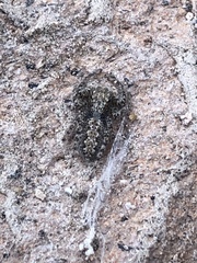 Platycryptus arizonensis