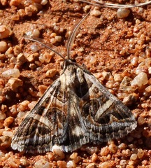 Cerocala vermiculosa