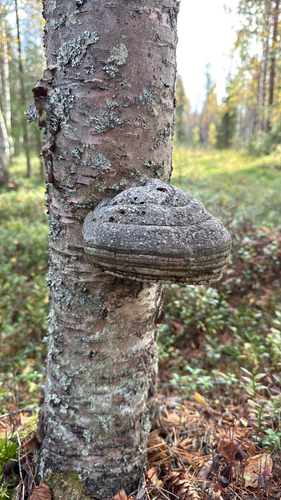 Hoof Fungus