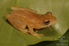 Variable Reed Frog photo 2