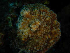 Dichocoenia stokesii