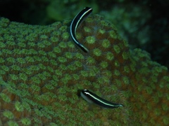 Elacatinus lobeli