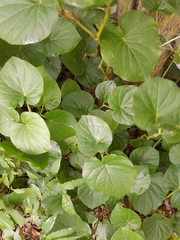 Piper regnellii, photograph E. Goossen, CC BY, iNaturalist via GBIF