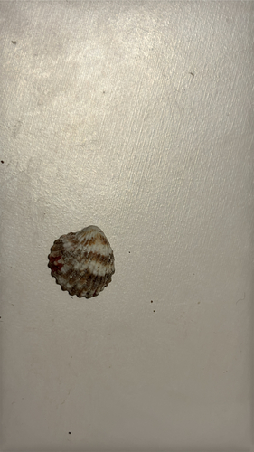 Cardites antiquatus