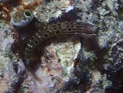 Panther Blenny photo 1