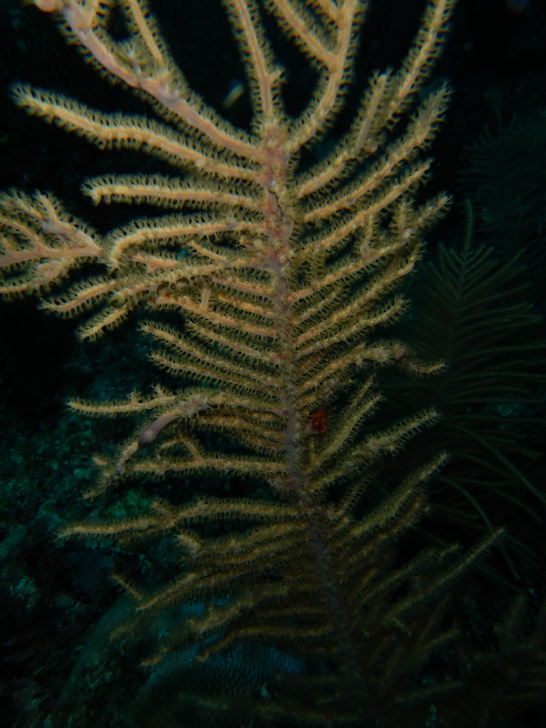 Deichmann's Sea Plume