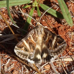 Cerocala vermiculosa