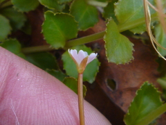 Epilobium pedunculare