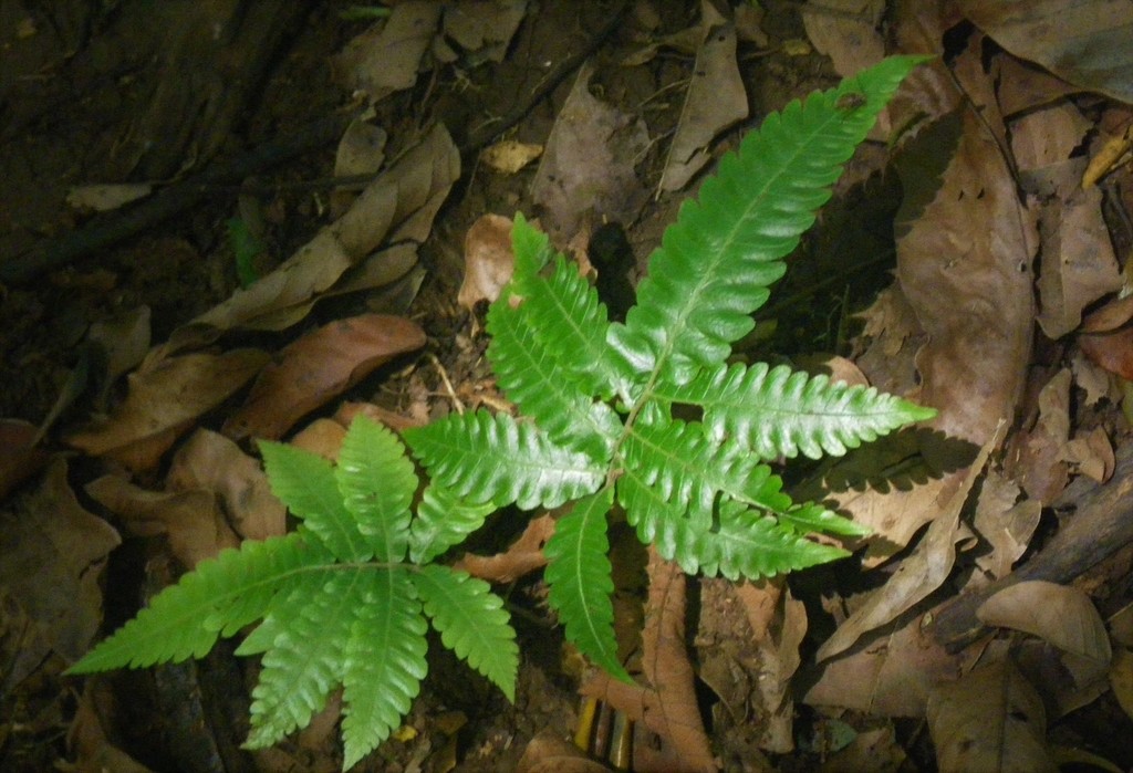 Goniopteris nicaraguensis