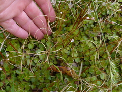 Epilobium pedunculare