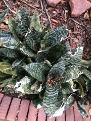 Sansevieria trifasciata