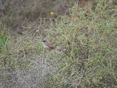 Curruca conspicillata