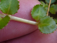 Epilobium pedunculare