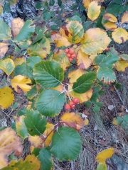 Aria umbellata