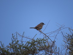 Curruca conspicillata