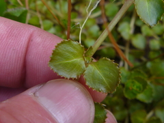 Epilobium pedunculare