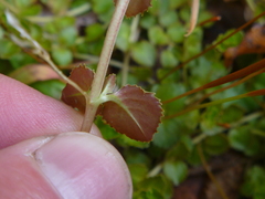 Epilobium pedunculare