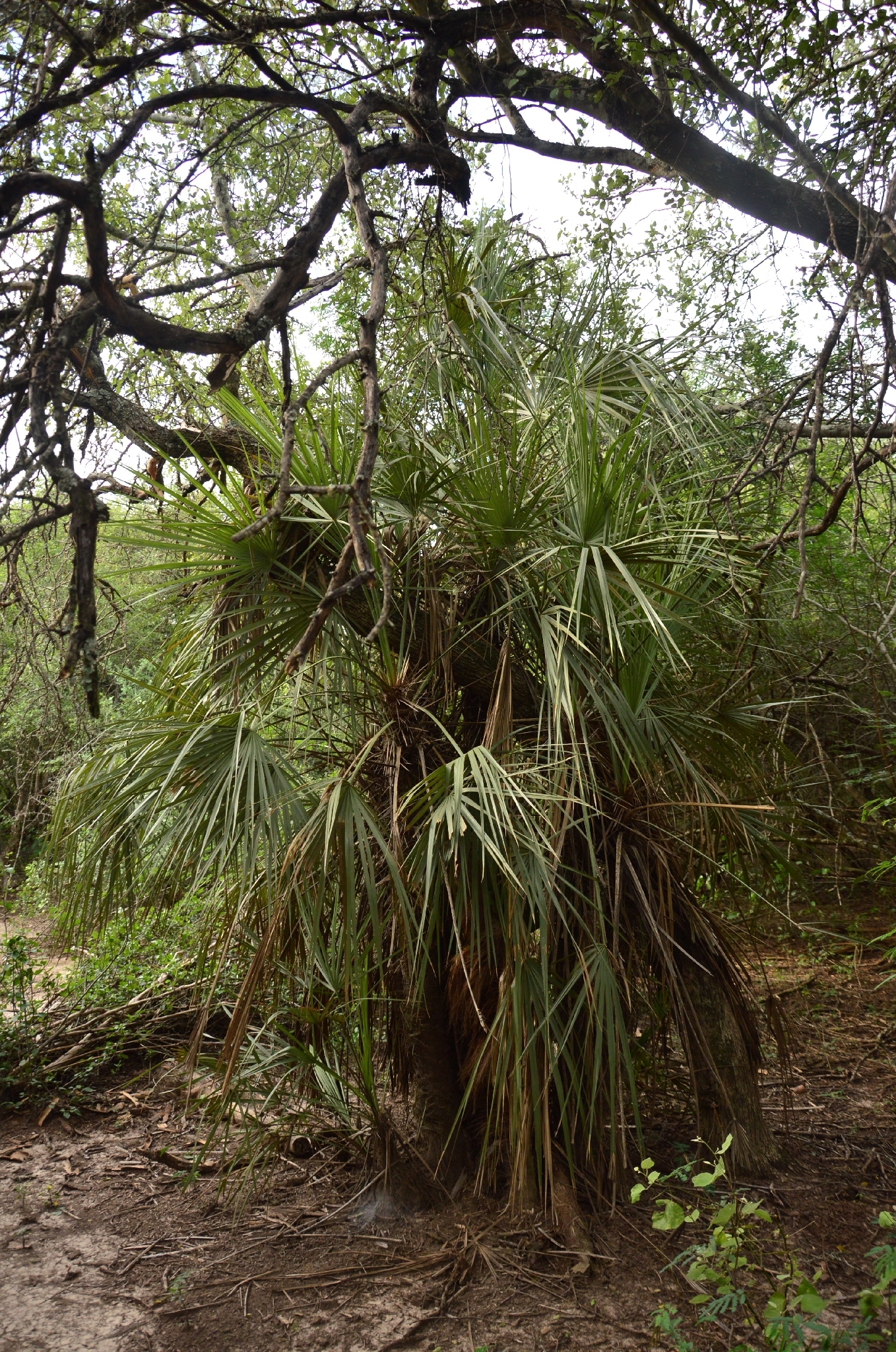 Trithrinax schizophylla