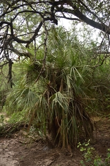 Trithrinax schizophylla, photograph (c) Luis Martin Stivanello, some rights reserved (CC BY)