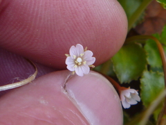 Epilobium pedunculare