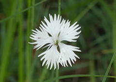 Dianthus plumarius