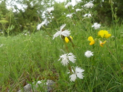 Dianthus plumarius