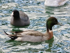 Anas platyrhynchos × acuta