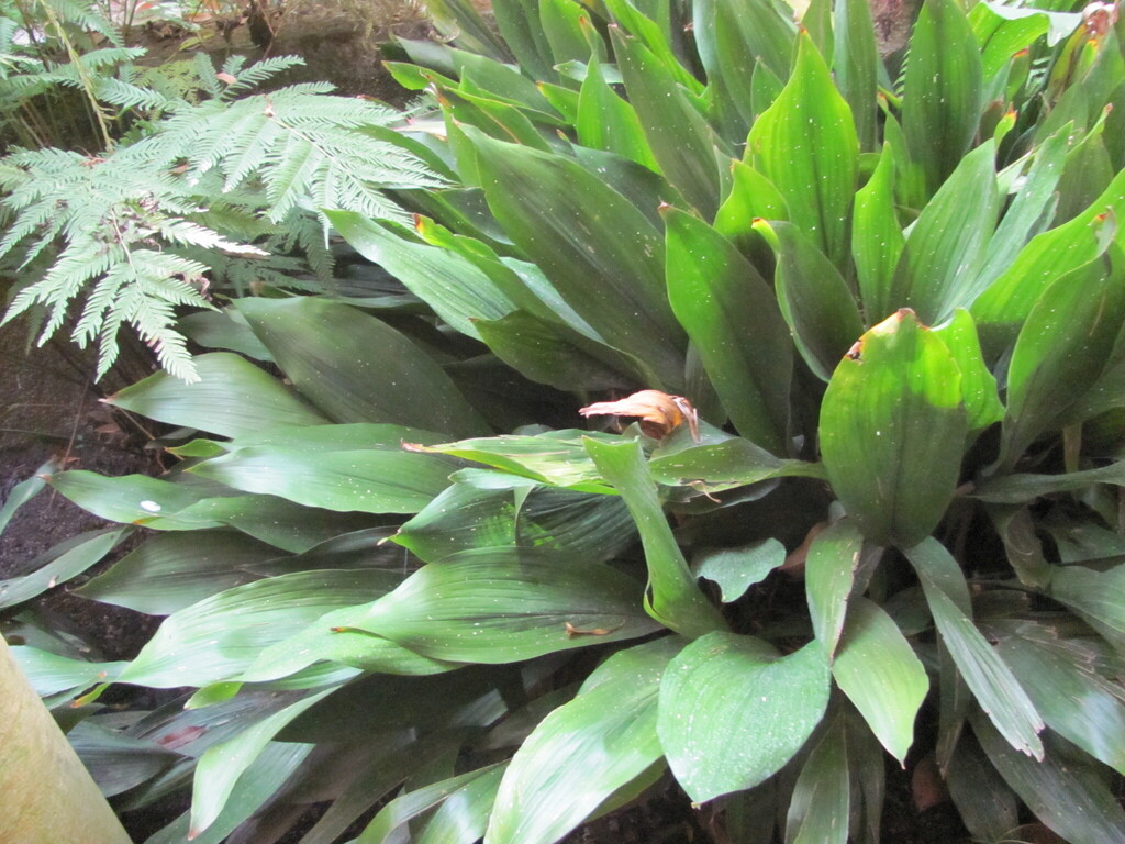 Аспідистра — Aspidistra elatior