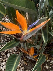 Strelitzia