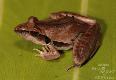 Central Grassland Frog photo 1