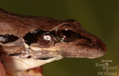 Central Grassland Frog photo 3
