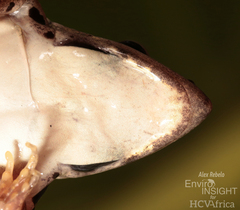 Central Grassland Frog photo 4